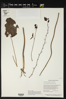 Image of Utricularia humboldtii