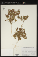 Acalypha neomexicana image