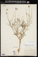 Coreopsis wrightii image