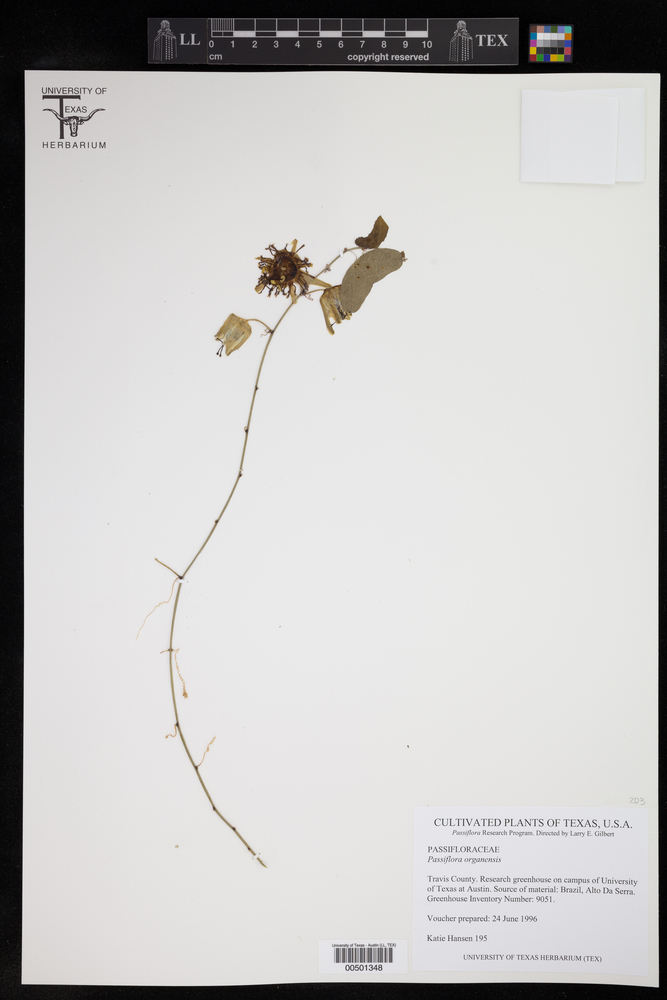 Passiflora organensis image