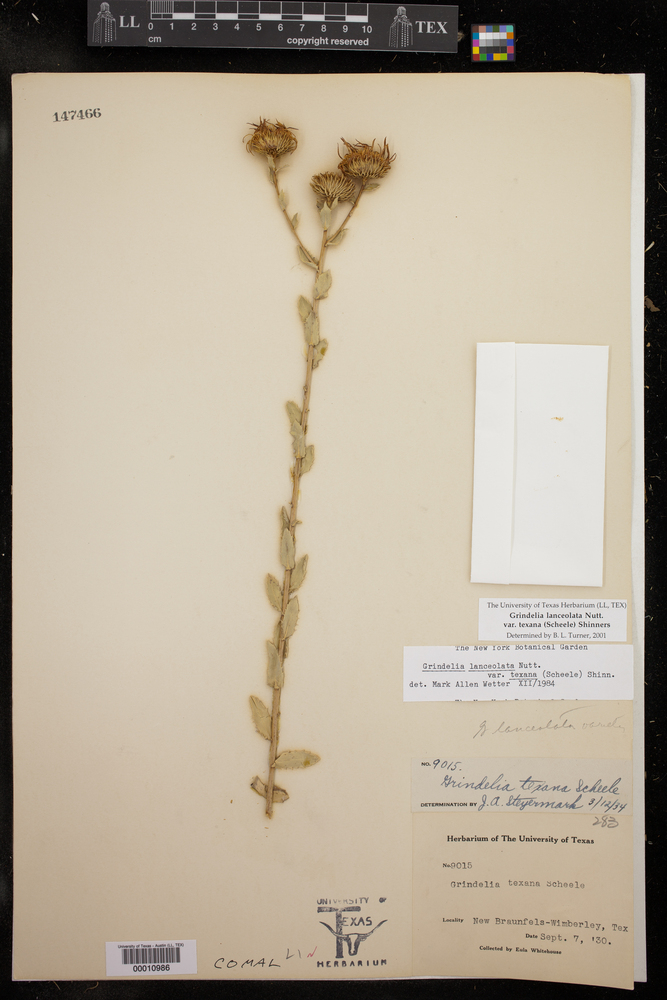 Grindelia lanceolata var. texana image