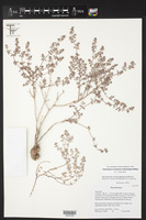 Euphorbia scopulorum image