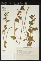 Acalypha membranacea image