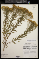 Euthamia leptocephala image