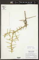 Koeberlinia spinosa image