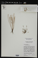 Plantago heterophylla image