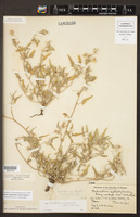 Malvella sagittifolia image