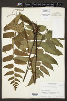 Image of Diplazium grandifolium