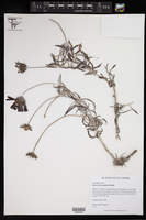 Onoseris hyssopifolia image