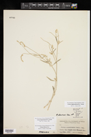 Croton bigbendensis image