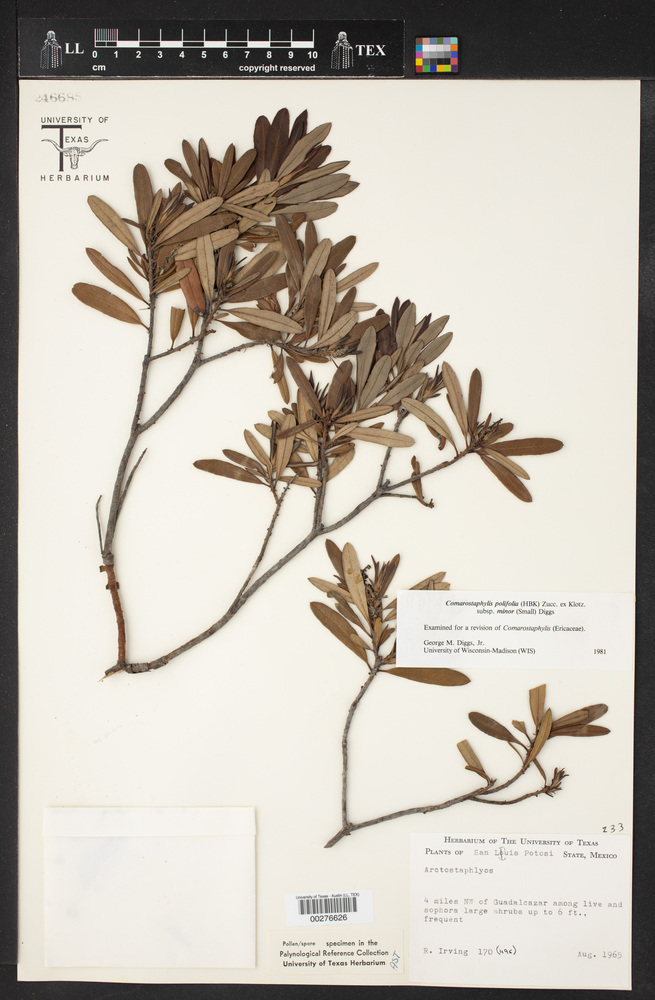 Comarostaphylis polifolia subsp. minor image