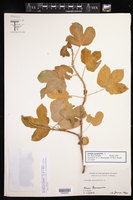 Jatropha gossypiifolia image