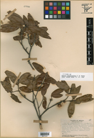 Quercus pinnativenulosa image