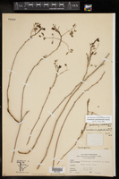 Caesalpinia phyllanthoides image