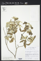 Croton incanus image