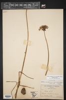 Allium canadense var. lavendulare image