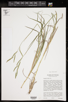 Paspalum denticulatum image