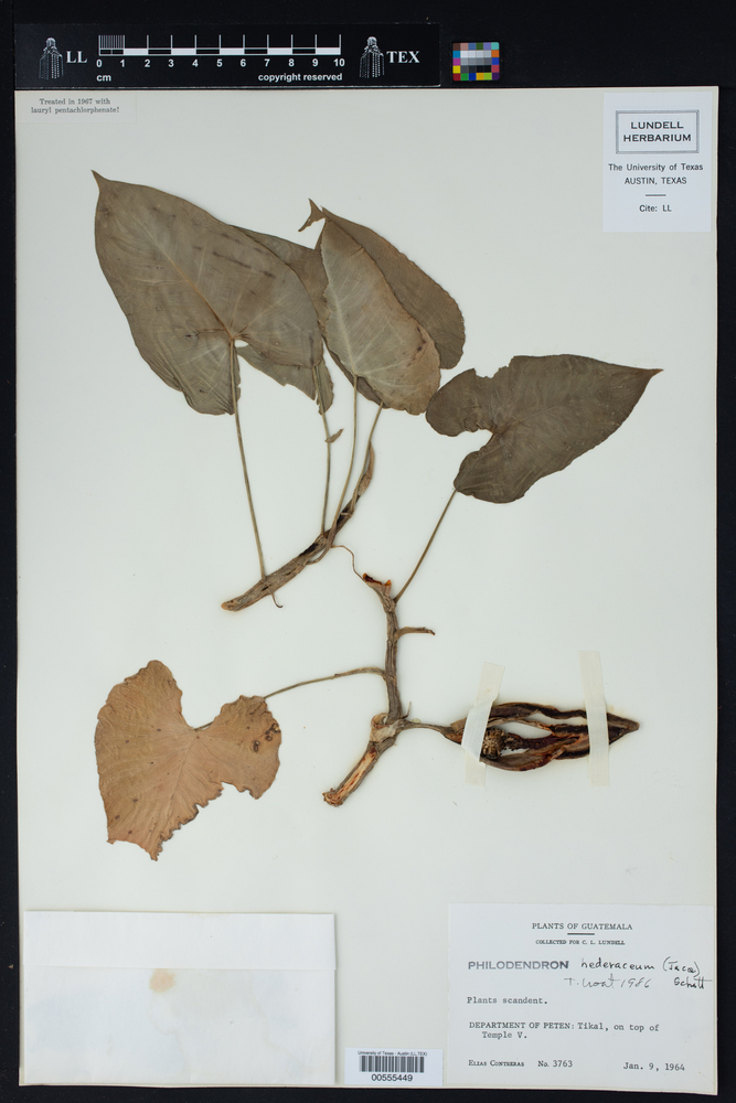 Philodendron hederaceum image