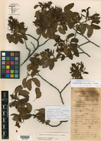 Bauhinia ramosissima image