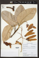Image of Dipterocarpus intricatus