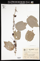 Passiflora apoda image