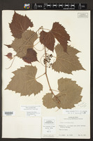 Vitis acerifolia image