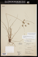 Cyperus thyrsiflorus image