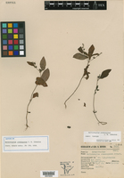 Heliotropium cremnogenum image