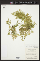 Selaginella subrugosa image