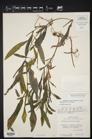 Potamogeton illinoensis image