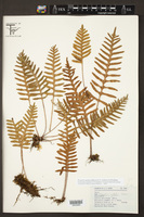 Pleopeltis guttata image