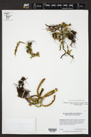 Pleopeltis polylepis var. interjecta image
