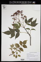 Image of Staphylea japonica