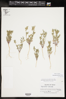 Spermolepis lateriflora image