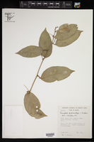 Passiflora fernandezii image