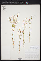 Zeltnera breviflora image