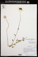 Helianthus praecox subsp. hirtus image