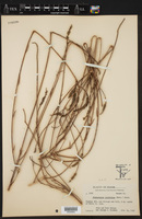 Stenosiphon linifolius image