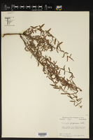 Acalypha purpurascens image