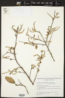 Sebastiania commersoniana image