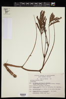 Neptunia oleracea image