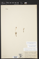 Phemeranthus longipes image