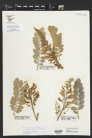 Sophora tomentosa var. occidentalis image