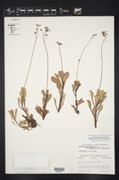 Samolus ebracteatus var. alyssoides image