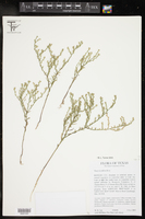 Thurovia triflora image