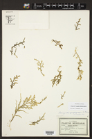 Selaginella lineolata image