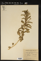 Acalypha communis var. guaranitica image