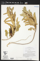 Asclepias oenotheroides image