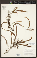Pleopeltis crassinervata image