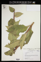Silphium integrifolium var. wrightii image